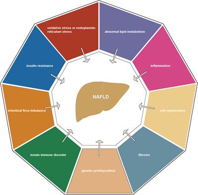 Application of herbs and active ingredients ameliorate non-alcoholic fatty liver disease under the guidance of traditional Chinese medicine